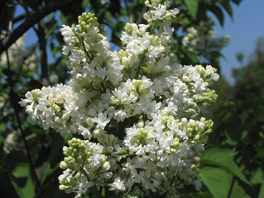 "Mme Lemoine'' Syringa vulgaris